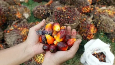 16 Invensi Hasil Penelitian GRS 2021-2023, Lebih dari Separo Siap Hilirisasi!