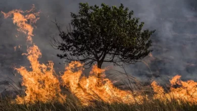 Cuaca Kering Picu Kebakaran Hutan Besar di area di Korea Selatan