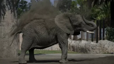 Gajah Paling Sedih pada Planet Terdekteksi Depresi Selama 8 Tahun