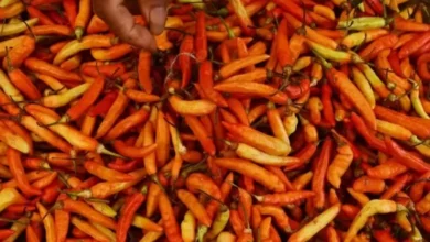 Hal ini Strategi Bapanas Tekan Harga Cabai yang dimaksud yang dimaksud Tengah Meroket