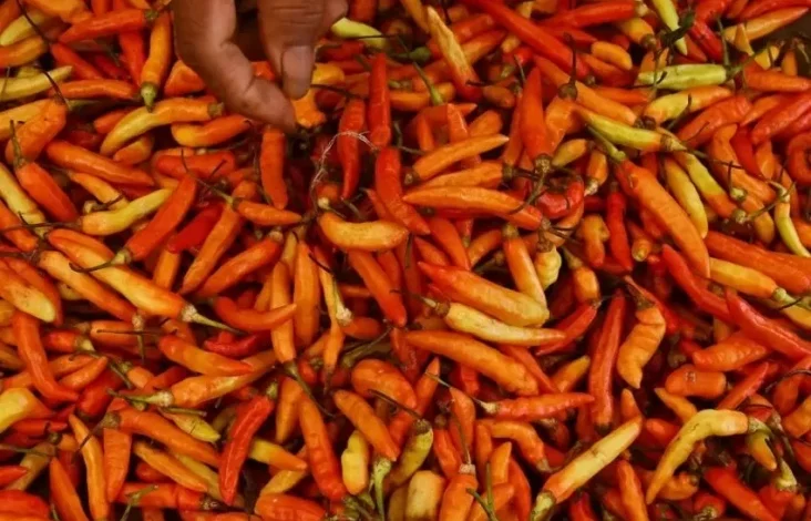 Hal ini Strategi Bapanas Tekan Harga Cabai yang dimaksud yang dimaksud Tengah Meroket