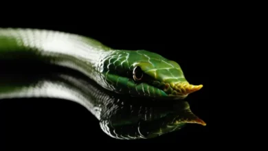 Spesies Baru Ular Bermoncong Tanduk Ditemukan di area area India