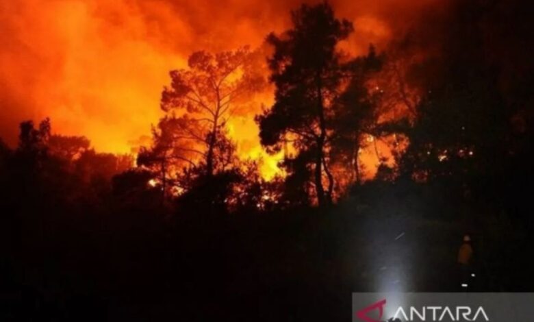 Kebakaran hutan dahsyat ke di Israel, 24 penduduk terluka